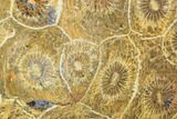 Polished Fossil Coral (Actinocyathus) - Morocco #100651-1